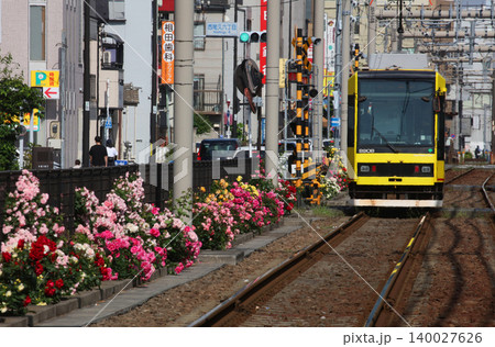 バラが咲き乱れる都電荒川線 バラが咲き乱れる都電荒川線 140027626