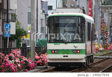 バラが咲き乱れる都電荒川線 バラが咲き乱れる都電荒川線 140027630