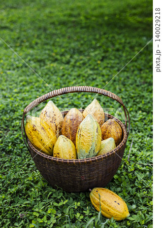 Cocoa Pods Harvested In Basket Backyard Garden, A vibrant photo of freshly harvested cocoa pods in a basket, authentic farm to table culture, perfect for food documentary and agricultural. Cocoa Pods Harvested In Basket Backyard Garden, A vibrant photo of freshly harvested cocoa pods in a basket, authentic farm to table culture, perfect for food documentary and agricultural. 140029218