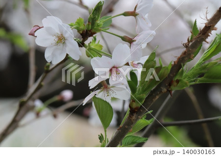 春の公園に咲く薄桃色のソメイヨシノの桜の花 春の公園に咲く薄桃色のソメイヨシノの桜の花 140030165
