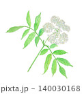エルダーラワー Sambucus nigra の水彩イラスト エルダーラワー Sambucus nigra の水彩イラスト 140030168