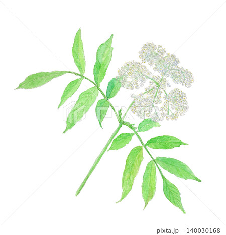 エルダーラワー Sambucus nigra の水彩イラスト エルダーラワー Sambucus nigra の水彩イラスト 140030168