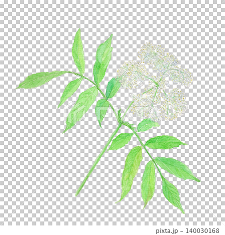 エルダーラワー Sambucus nigra の水彩イラスト エルダーラワー Sambucus nigra の水彩イラスト 140030168