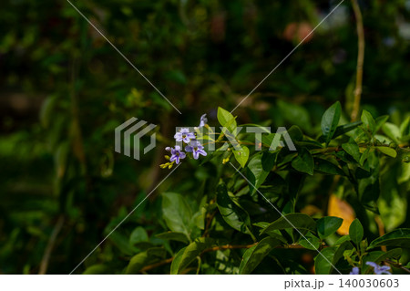 World-class tropical forest flowers of Southeast Asia. 140030603