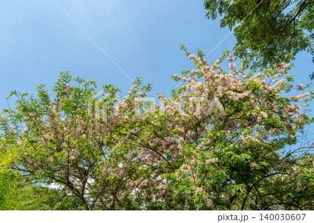 World-class tropical forest flowers of Southeast Asia. 140030607