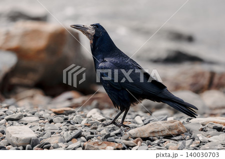 Black rook on pebbled shore, wildlife portrait in natural light. Black rook on pebbled shore, wildlife portrait in natural light. 140030703