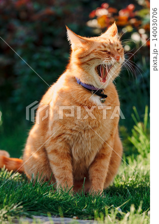 Ginger cat yawning in garden sunlight, pet portrait outdoor. Ginger cat yawning in garden sunlight, pet portrait outdoor. 140030706