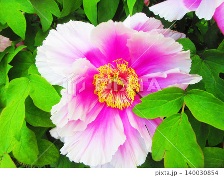 牡丹の花の美しい風景(2026年撮影) 牡丹の花の美しい風景(2026年撮影) 140030854