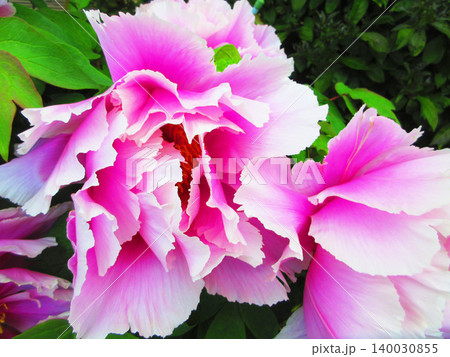 牡丹の花の美しい風景(2026年撮影) 牡丹の花の美しい風景(2026年撮影) 140030855