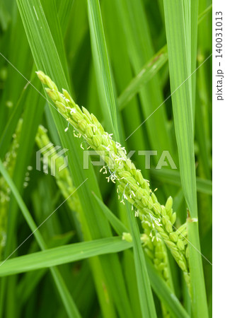 初夏の田んぼの稲の花 稲 イネ お米の花 初夏の田んぼの稲の花 稲 イネ お米の花 140031013