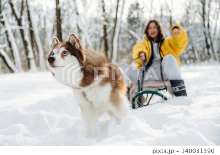 Siberian Husky dog with brown and white fur is running in the snow while a woman in a yellow jacket is sitting on a sled in a winter forest setting with trees Siberian Husky dog with brown and white fur is running in the snow while a woman in a yellow jacket is sitting on a sled in a winter forest setting with trees 140031390