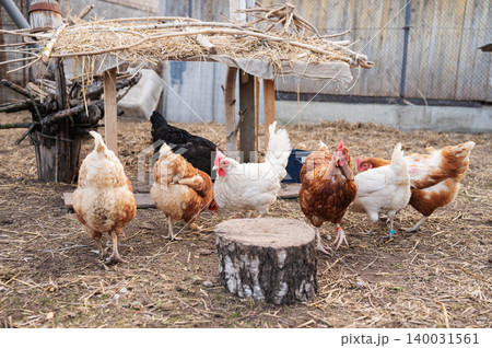 Mixed hens gathering near rustic shelter in farm yard 140031561