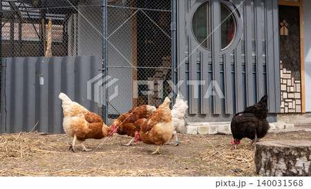 Group of hens feeding near coop door in enclosed farmyard area 140031568