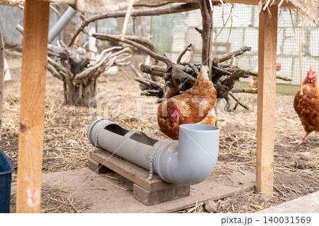Brown hen feeding from pvc feeder inside farm chicken coop Brown hen feeding from pvc feeder inside farm chicken coop 140031569