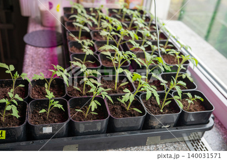 Multiple seedling pots arranged on windowsill near greenhouse 140031571