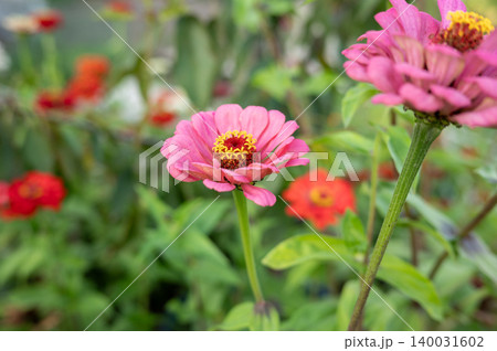 Vibrant pink zinnia bloom with red flowers in lush garden setting 140031602