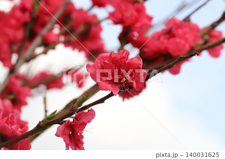 春の庭に咲く真っ赤な八重咲きのハナモモの花 春の庭に咲く真っ赤な八重咲きのハナモモの花 140031625