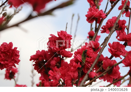 春の庭に咲く真っ赤な八重咲きのハナモモの花 140031626