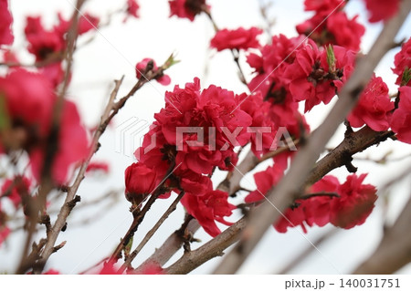 春の公園に咲く赤い八重咲きのハナモモの花 140031751