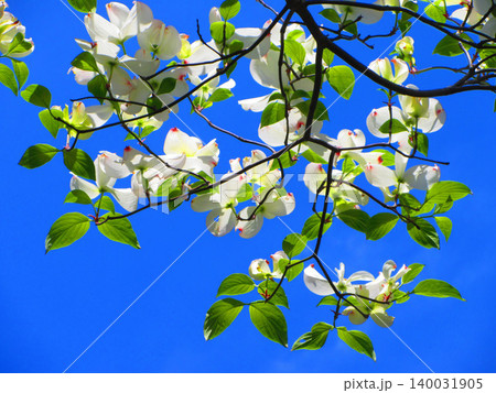 ハナミズキの花と青空の美しい風景 ハナミズキの花と青空の美しい風景 140031905