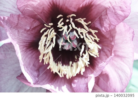 牡丹の花芯と雄しべのクローズアップ 牡丹の花芯と雄しべのクローズアップ 140032095