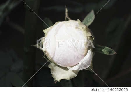 開花を待つ白牡丹のつぼみ 開花を待つ白牡丹のつぼみ 140032096