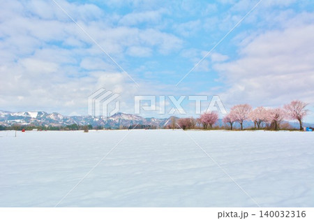 早春の新潟県十日町市津南町沖ノ原台地残雪に咲く雪上桜 140032316