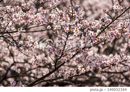 野山に咲く白色の桜の花のクローズアップ26 140032384