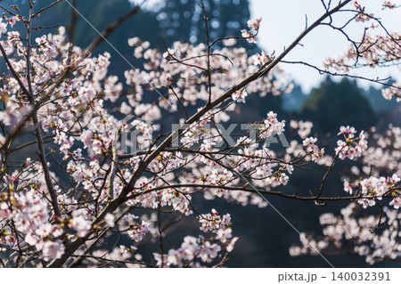 野山に咲く白色の桜の花のクローズアップ01 野山に咲く白色の桜の花のクローズアップ01 140032391