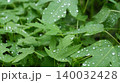 Fresh Green Tropical Leaves with Water Drops After Rain 140032428