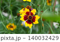 Red and Yellow Flower with Water Drops in Soft Green Garden 140032429
