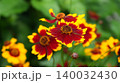 Red and Yellow Wildflower Bloom with Blurred Green Garden Background 140032430