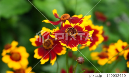 Red and Yellow Wildflower Bloom with Blurred Green Garden Background 140032430