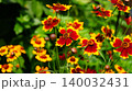 Colorful Red and Yellow Garden Flowers in Lush Green Foliage 140032431