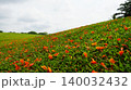Orange Flower Petals Scattered on Green Grass Field 140032432