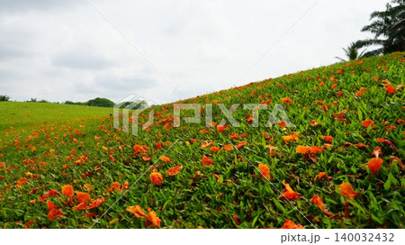 Orange Flower Petals Scattered on Green Grass Field Orange Flower Petals Scattered on Green Grass Field 140032432