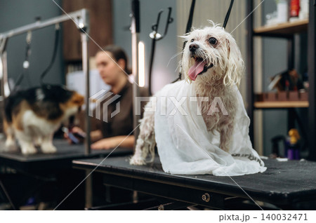 Small white dog wrapped in a towel stands on a grooming table while a groomer works on another dog in a modern pet grooming salon setting Small white dog wrapped in a towel stands on a grooming table while a groomer works on another dog in a modern pet grooming salon setting 140032471