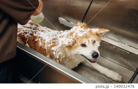 Dog grooming session featuring a fluffy, light brown and white dog receiving a bath with soap lather in a stainless steel tub by a person in a brown shirt Dog grooming session featuring a fluffy, light brown and white dog receiving a bath with soap lather in a stainless steel tub by a person in a brown shirt 140032476