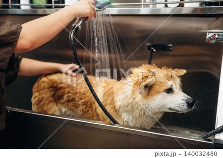Dog grooming process with a wet dog being washed in a stainless steel tub by a groomer using a handheld showerhead in a pet grooming salon 140032480