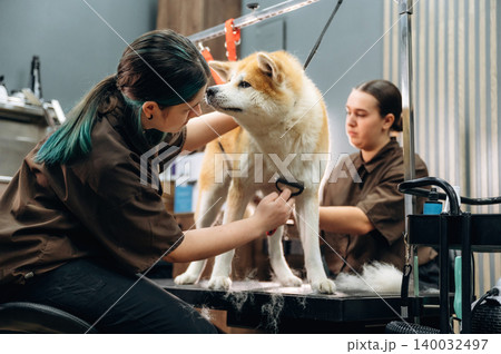 Two female dog groomers styling an Akita dog on a grooming table in a well-equipped pet grooming salon with tools and supplies visible in the background Two female dog groomers styling an Akita dog on a grooming table in a well-equipped pet grooming salon with tools and supplies visible in the background 140032497
