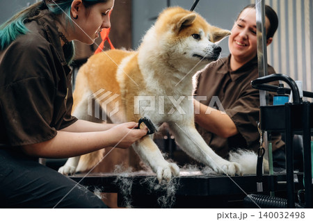 Two female groomers brushing an Akita dog on a grooming table in a well-lit salon, with grooming tools and pet hair visible around them 140032498