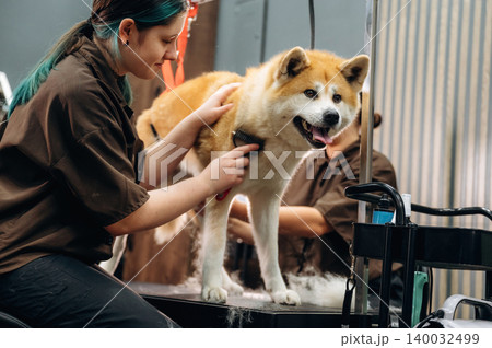 Dog grooming session featuring a groomer brushing an Akita dog on a grooming table in a well-lit salon with grooming tools and equipment visible Dog grooming session featuring a groomer brushing an Akita dog on a grooming table in a well-lit salon with grooming tools and equipment visible 140032499