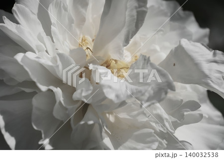 白牡丹の花芯を包む純白の花びら 140032538