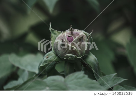 開花の始まりをのぞかせる牡丹の蕾 開花の始まりをのぞかせる牡丹の蕾 140032539