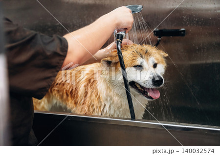 Dog grooming session with a wet Akita being washed in a stainless steel tub, water spraying from a handheld shower nozzle held by a groomer in a professional setting 140032574