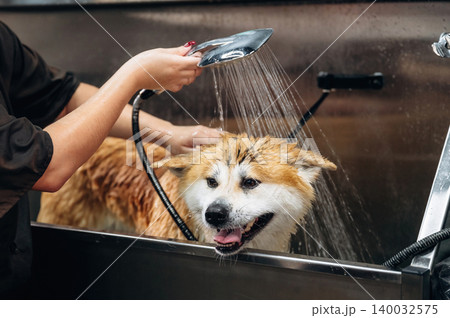 Dog grooming session with a person washing a fluffy dog under running water in a stainless steel tub, showcasing grooming tools and a clean environment Dog grooming session with a person washing a fluffy dog under running water in a stainless steel tub, showcasing grooming tools and a clean environment 140032575