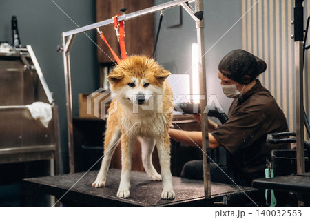 Dog grooming session featuring a wet Akita breed on a grooming table with a professional groomer using a blow dryer in a modern pet salon environment Dog grooming session featuring a wet Akita breed on a grooming table with a professional groomer using a blow dryer in a modern pet salon environment 140032583