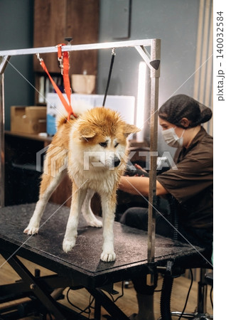 Dog grooming session with a fluffy Akita standing on a grooming table, while a groomer in a mask prepares tools in a well-lit salon environment Dog grooming session with a fluffy Akita standing on a grooming table, while a groomer in a mask prepares tools in a well-lit salon environment 140032584