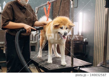 Dog grooming session featuring a groomer using a vacuum tool on a fluffy Akita dog standing on a grooming table in a well-lit pet salon environment Dog grooming session featuring a groomer using a vacuum tool on a fluffy Akita dog standing on a grooming table in a well-lit pet salon environment 140032587