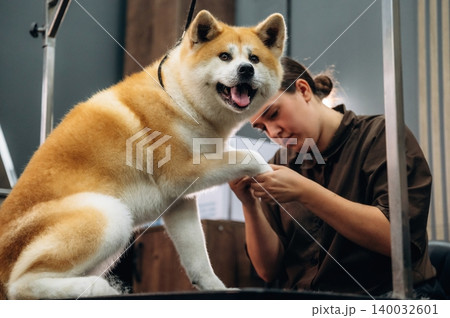 Dog grooming session featuring a smiling Akita breed dog being attended to by a groomer in a modern grooming salon with equipment visible in the background Dog grooming session featuring a smiling Akita breed dog being attended to by a groomer in a modern grooming salon with equipment visible in the background 140032601
